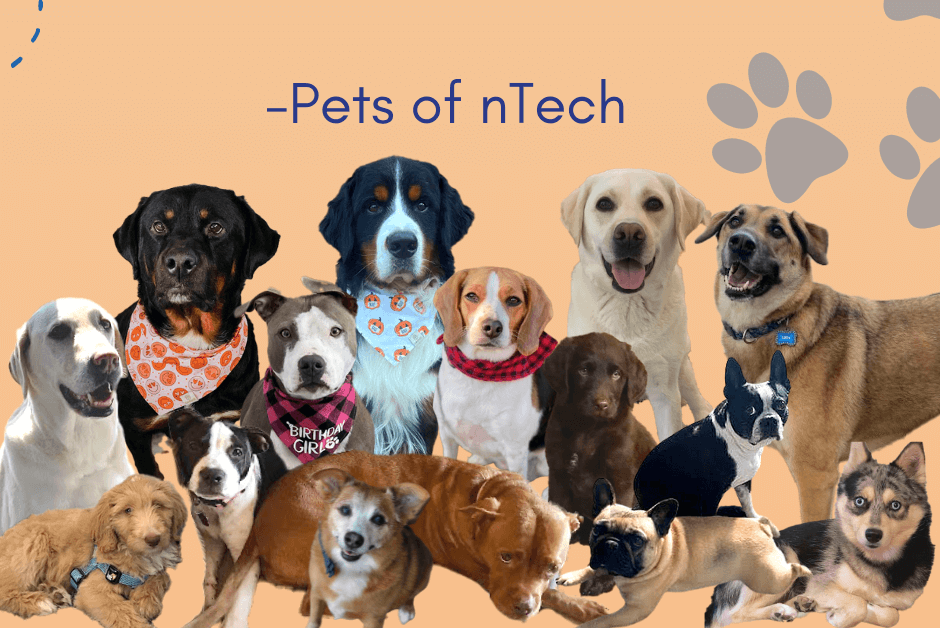 Pets of nTech (1)